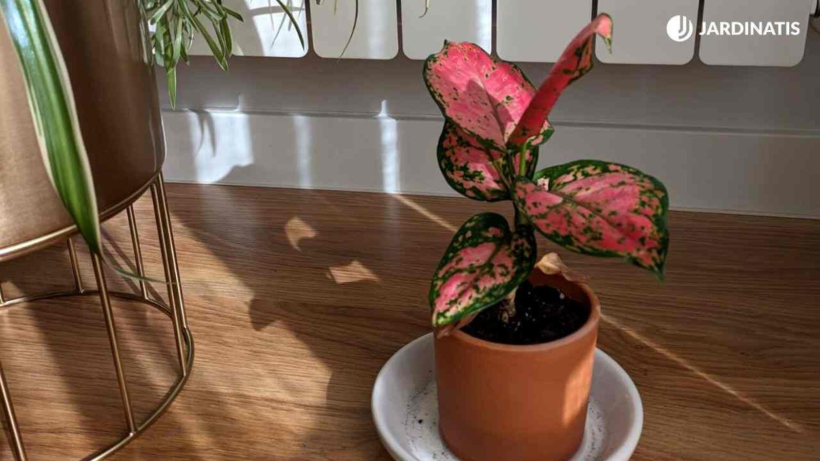 aglaonema cuidados
