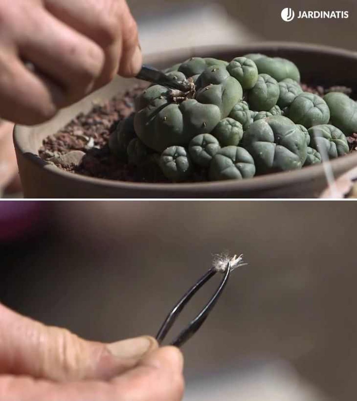 Cosechar semillas del cactus peyote