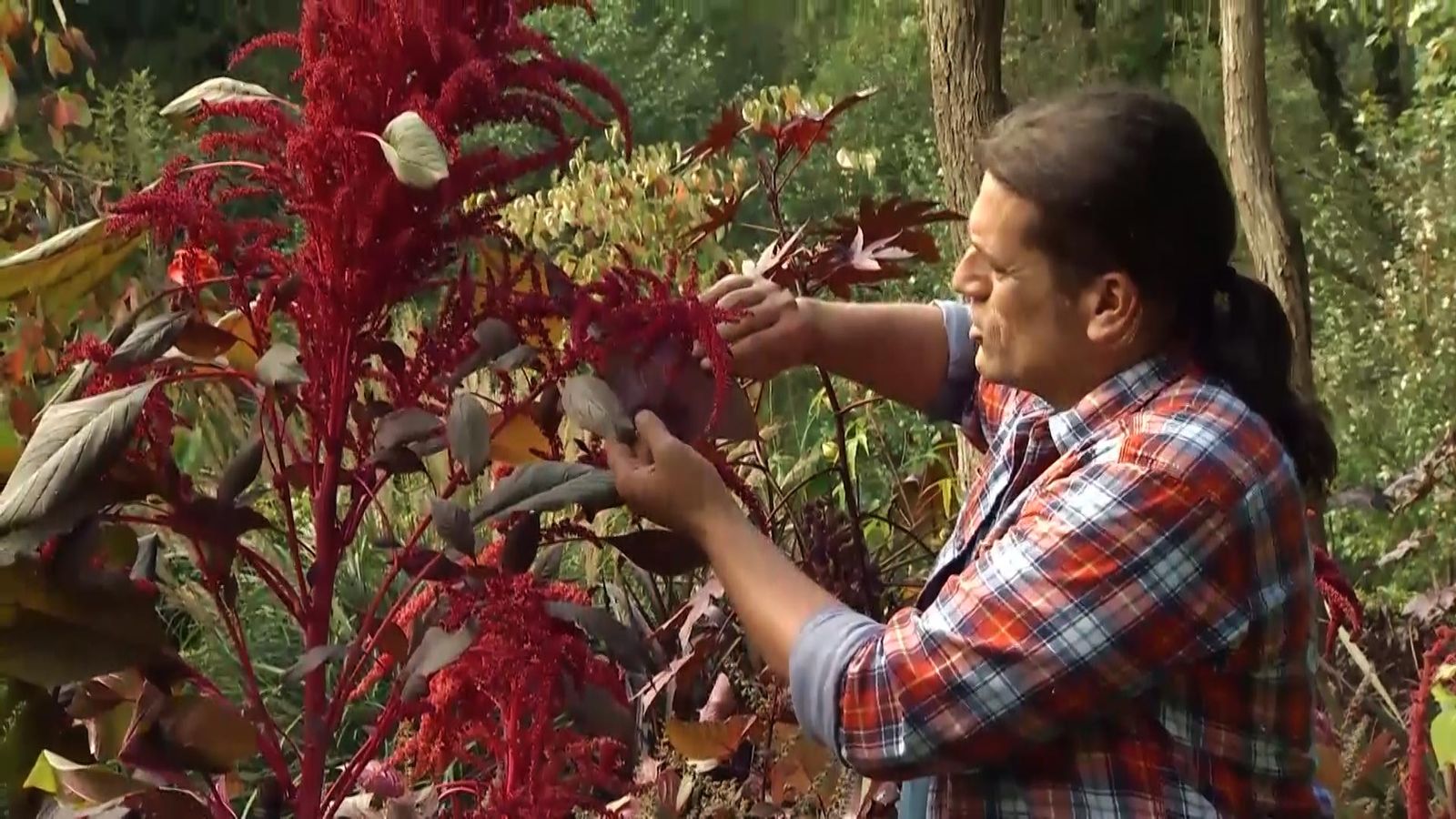 713 jardineria amaranto xl