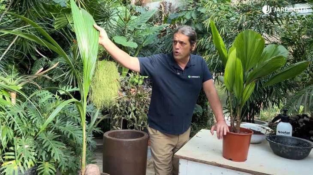 Iñigo Segurola junto al Cocos nucifera y Licuala grandis