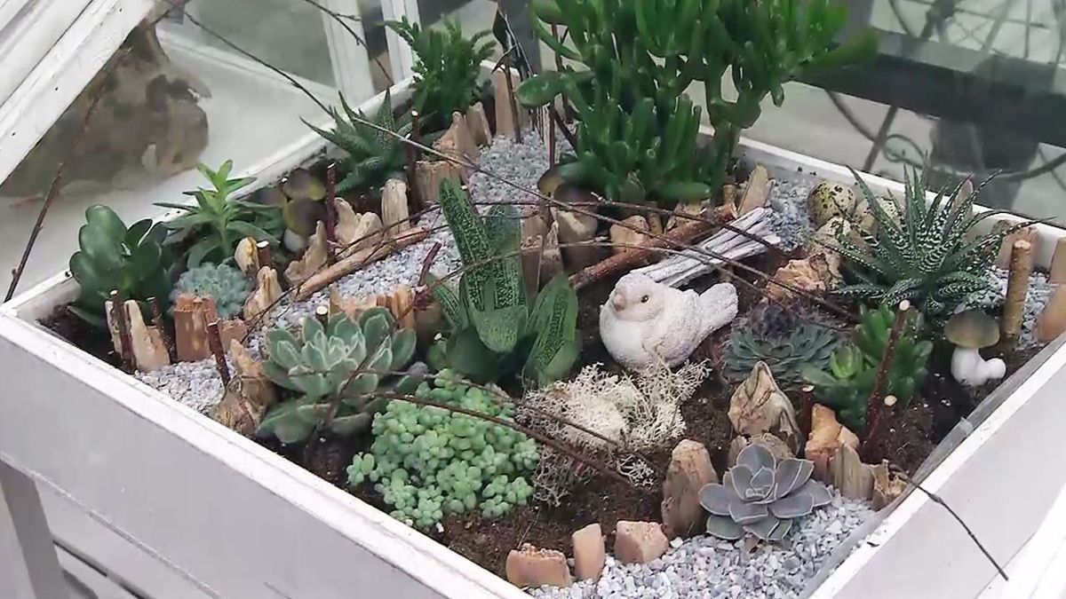 deco 565 plantas en miniatura composicion con suculentas