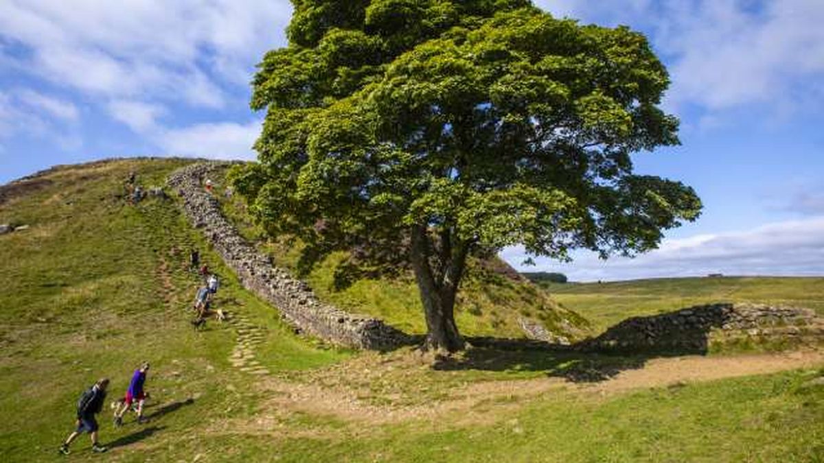 talan  arbol sycamore gap de 300 anos