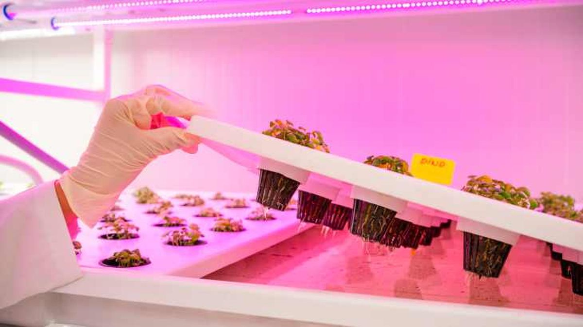 sistema hidroponico casero 1