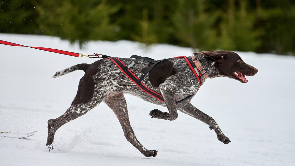 perro eurohound portada