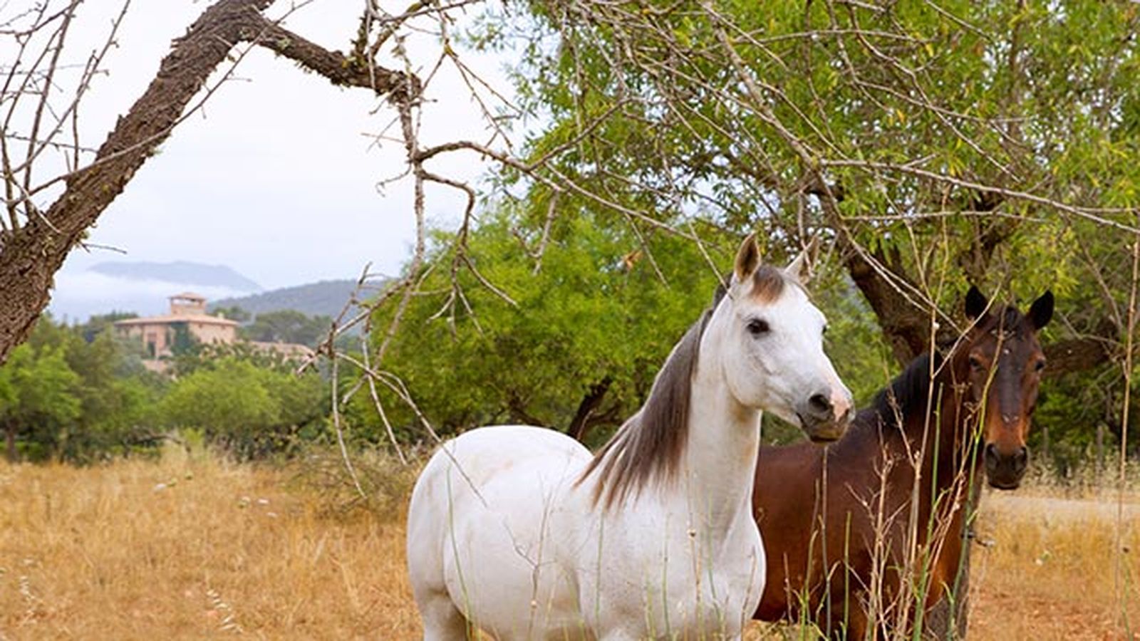 Caballo Mallorquín