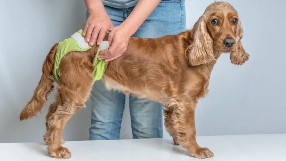 panales para perros 1