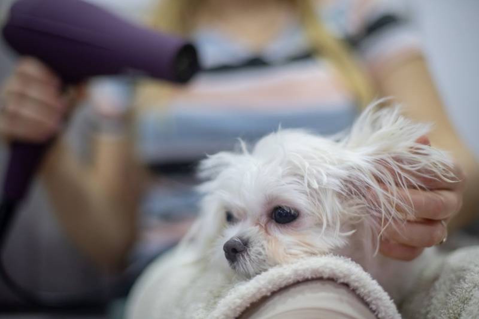 Emplea productos diseñados para su uso en perros, sin ingredientes irritantes.