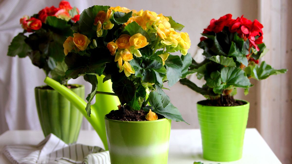 begonia cuidados
