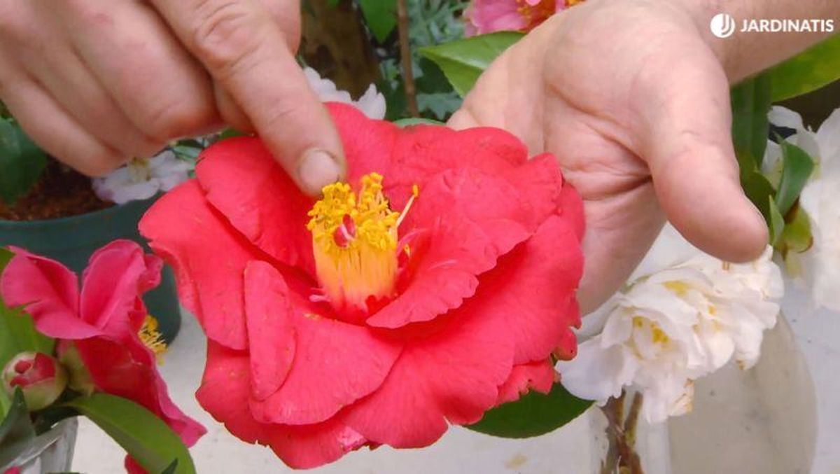 Camelia de flor simple