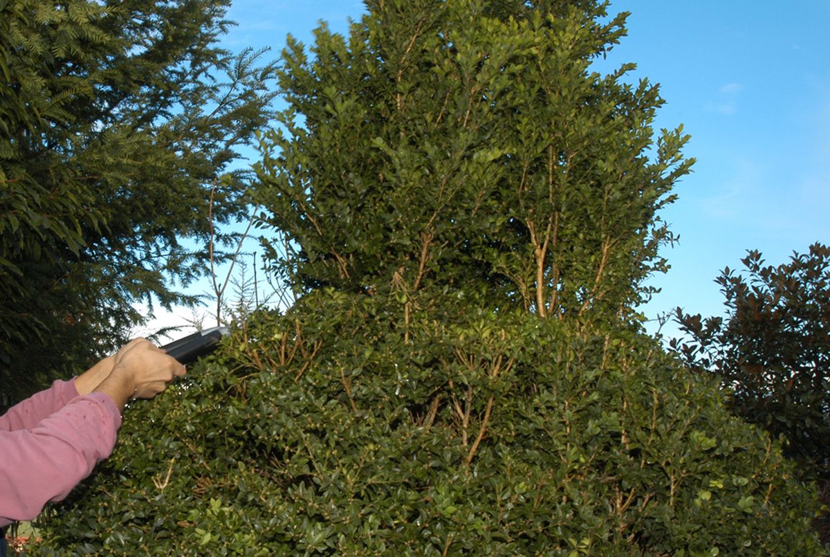 poda escultural boj xl