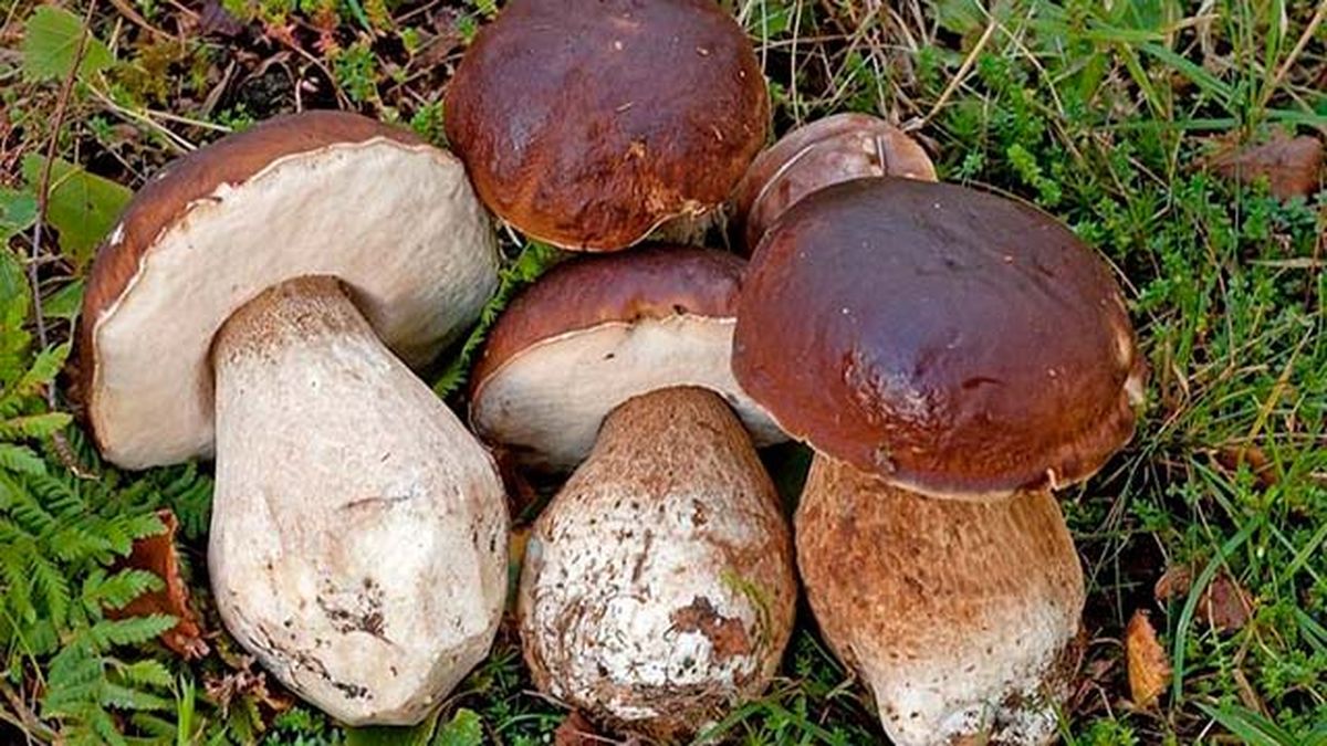 setas comestibles boleto