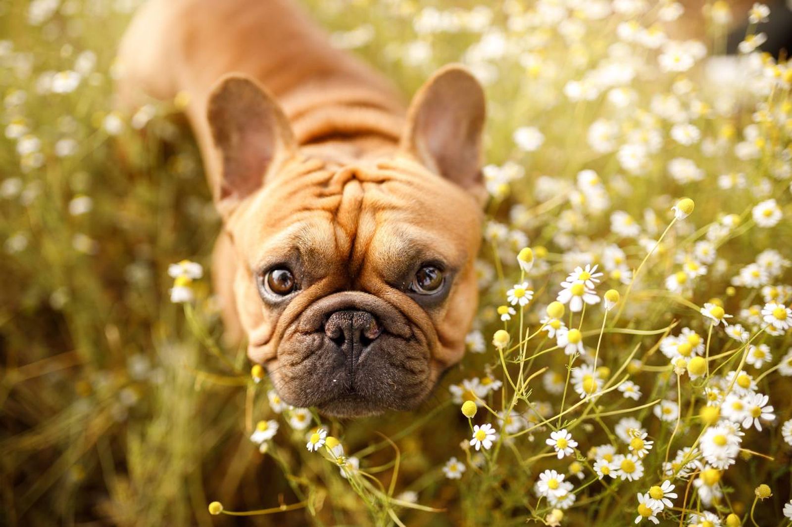 El bulldog francés, conocido popularmente como frenchie.