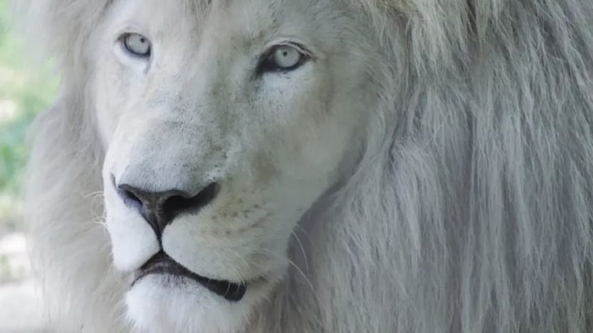 animales albinos leon