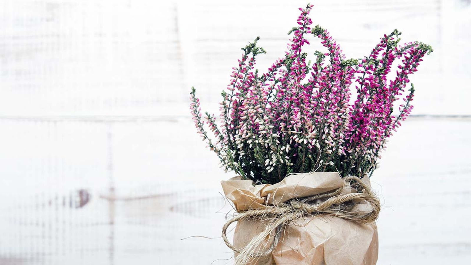 5 plantas que no debes dejar escapar este otoño brezo2