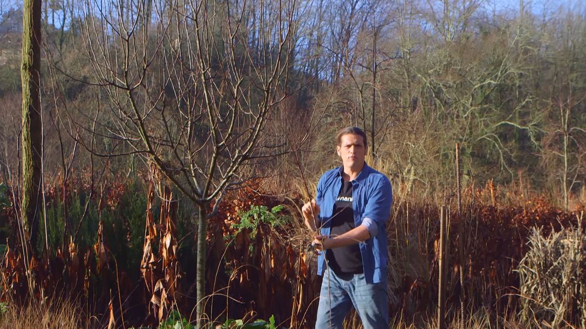 brico 983 3 conseguir manzano frutos yemas