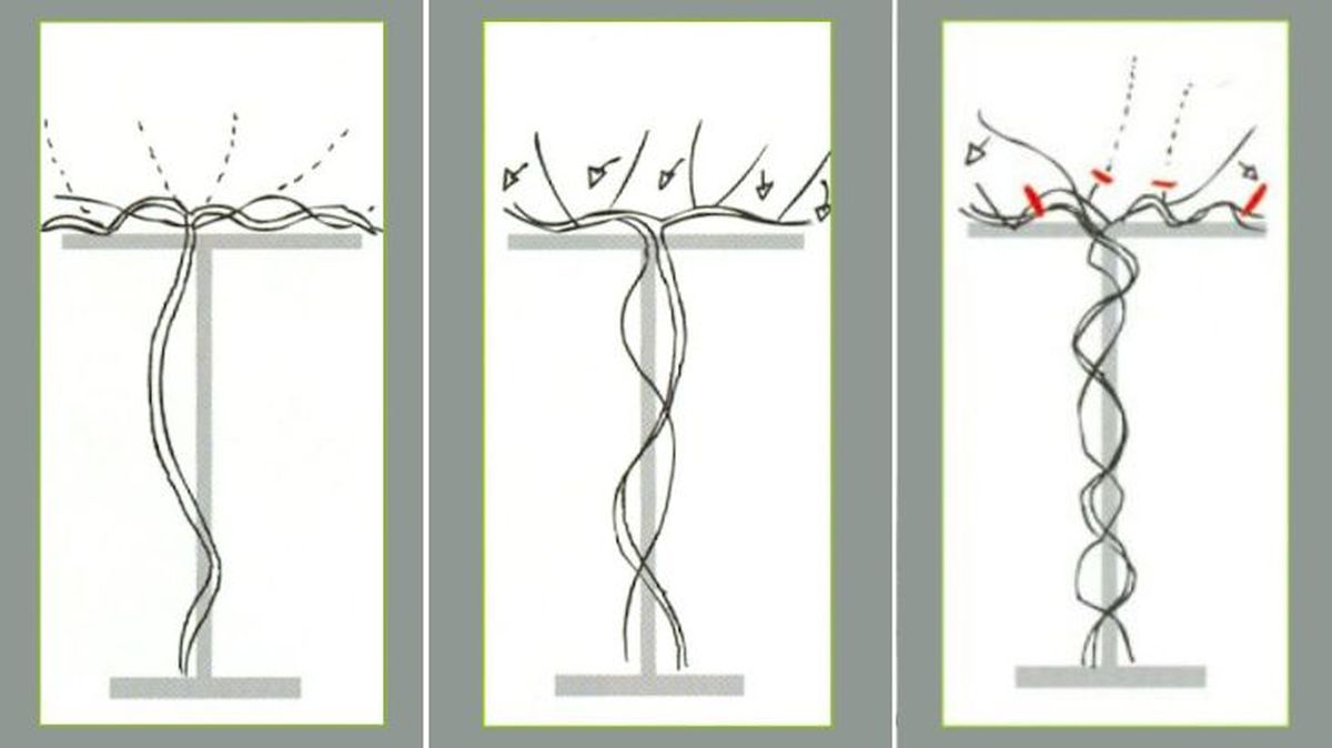 poda formación manteniento rosal trepador