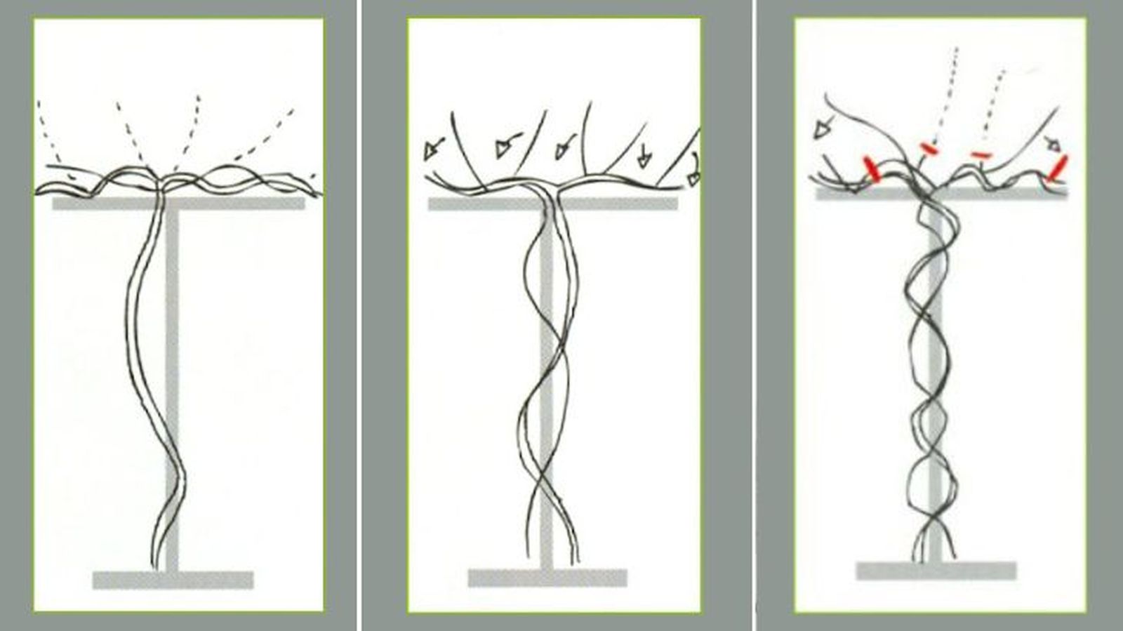poda formación manteniento rosal trepador