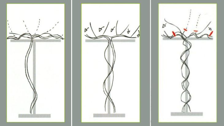 poda formación manteniento rosal trepador