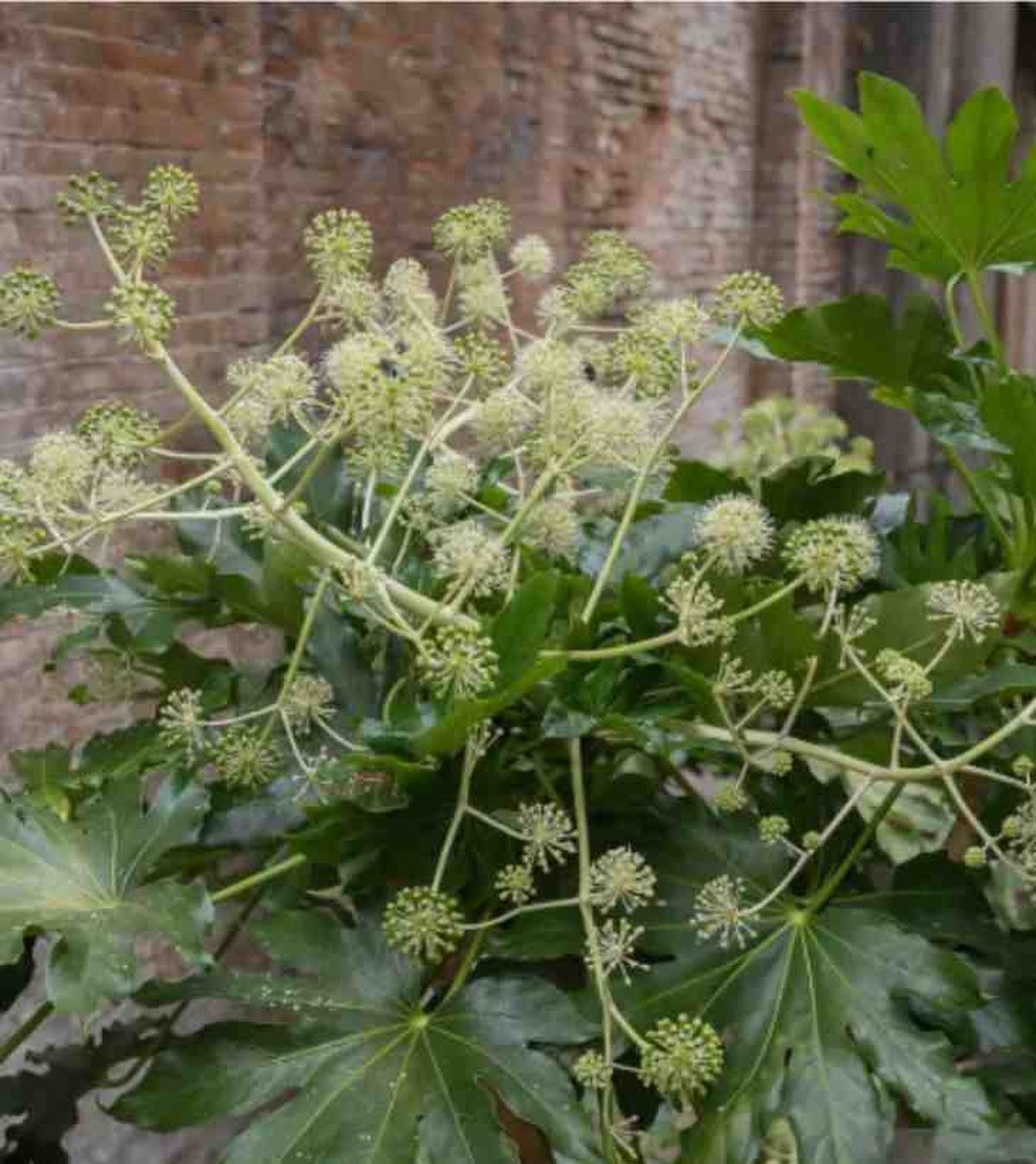 inflorescencia fatsia japonica