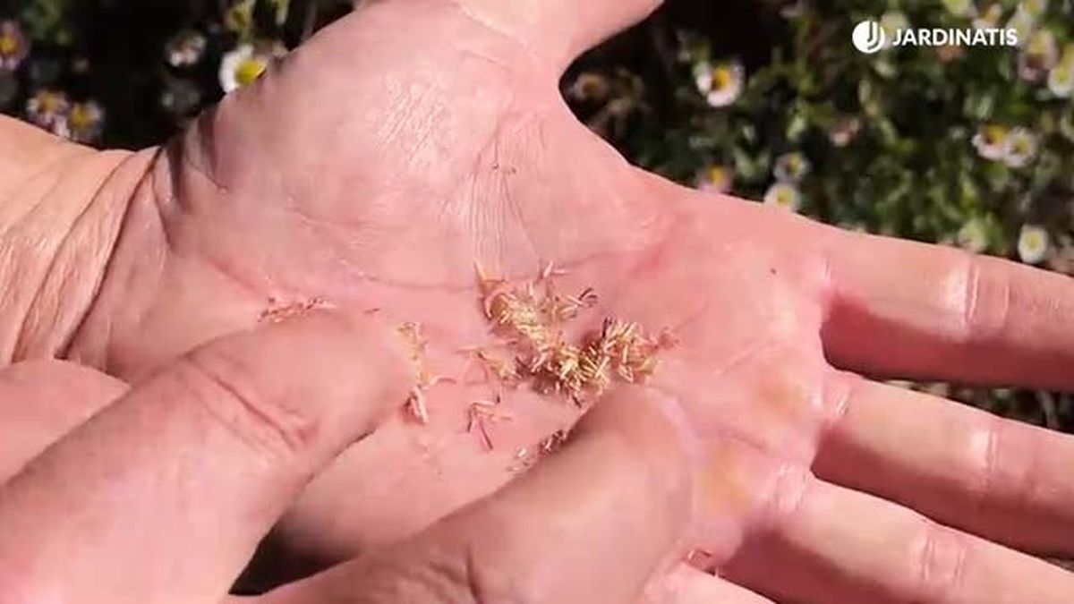 semillas margarita cimarrona jardinatis 22 14