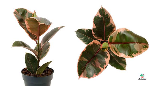El Ficus Elastica Belize Rubi es un clásico de interior de origen tropical