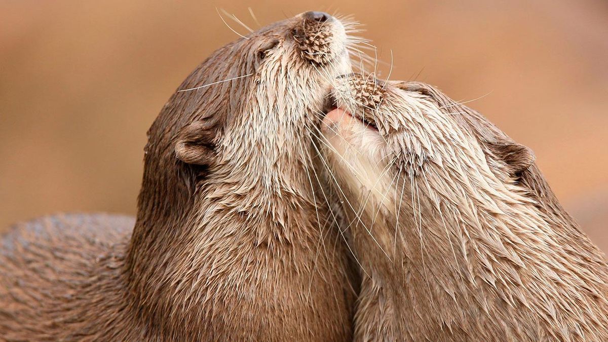 animales fieles a su pareja nutrias