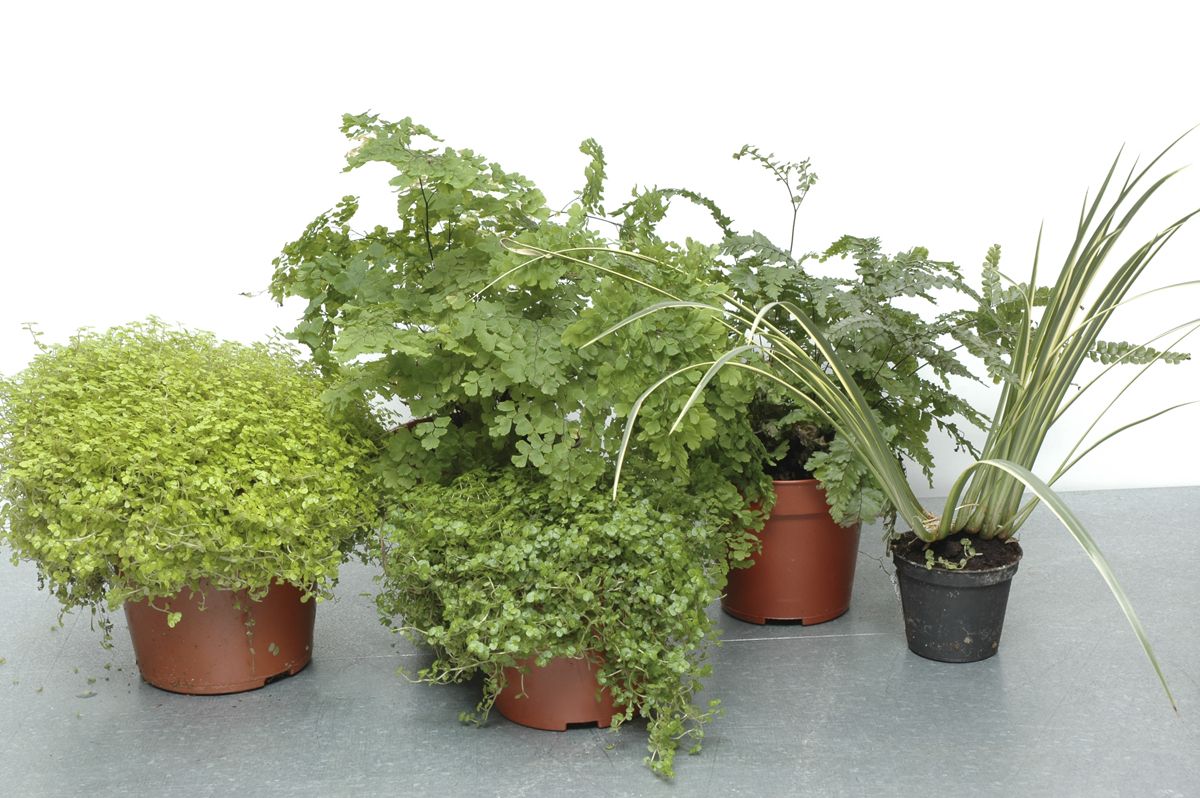 soleirolia