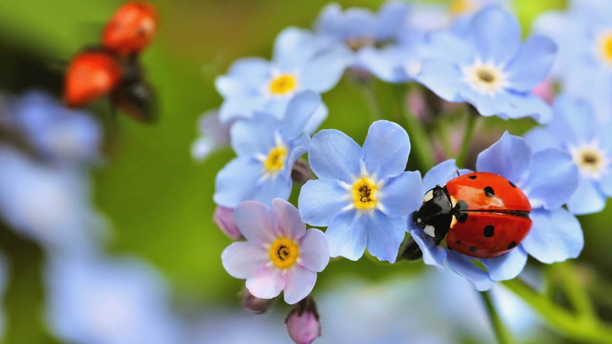 mariquitas insectos beneficiosos para el ecosistema