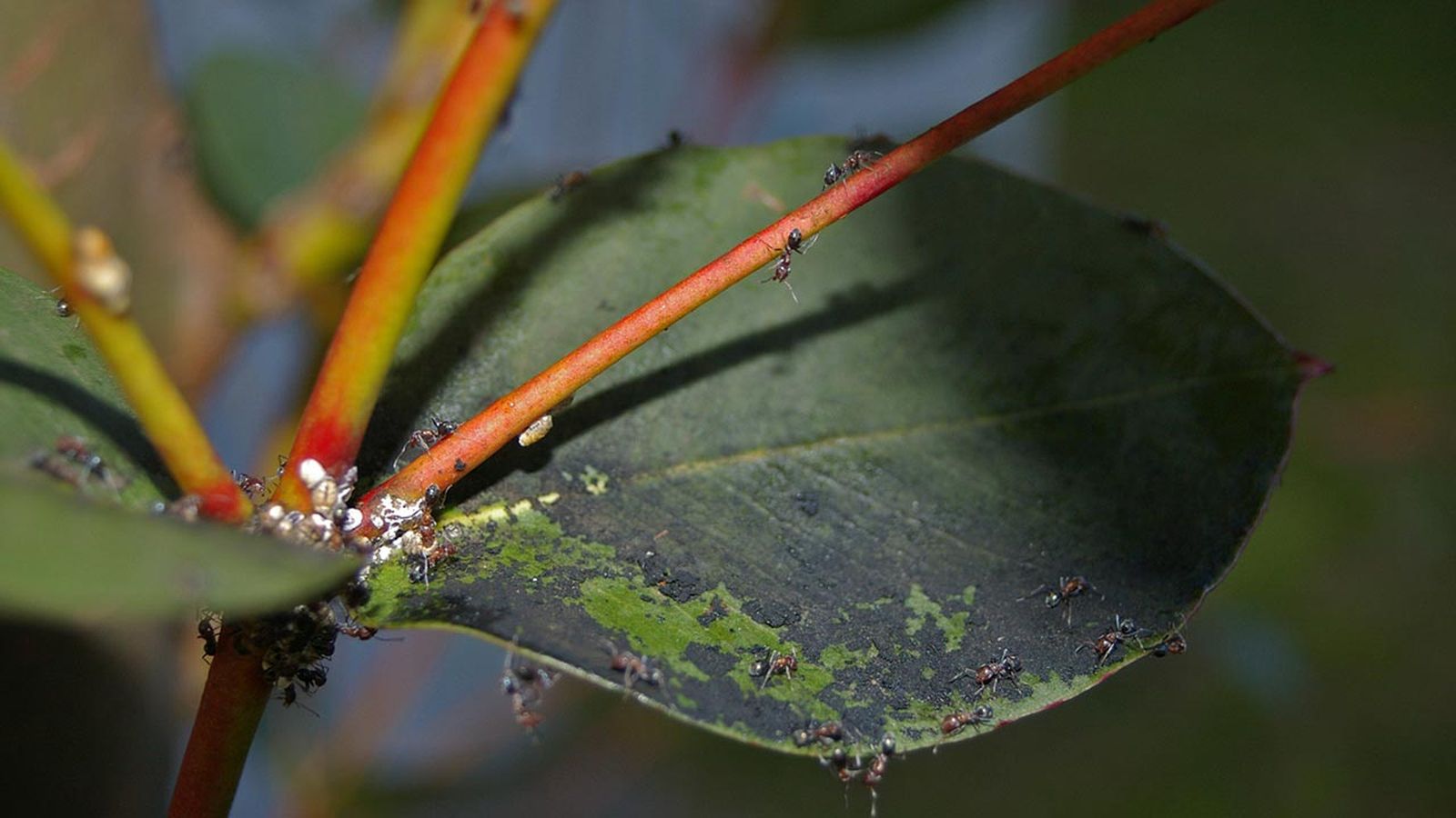 Negrilla, cómo localizar este hongo y actuar en caso de enfermedad
