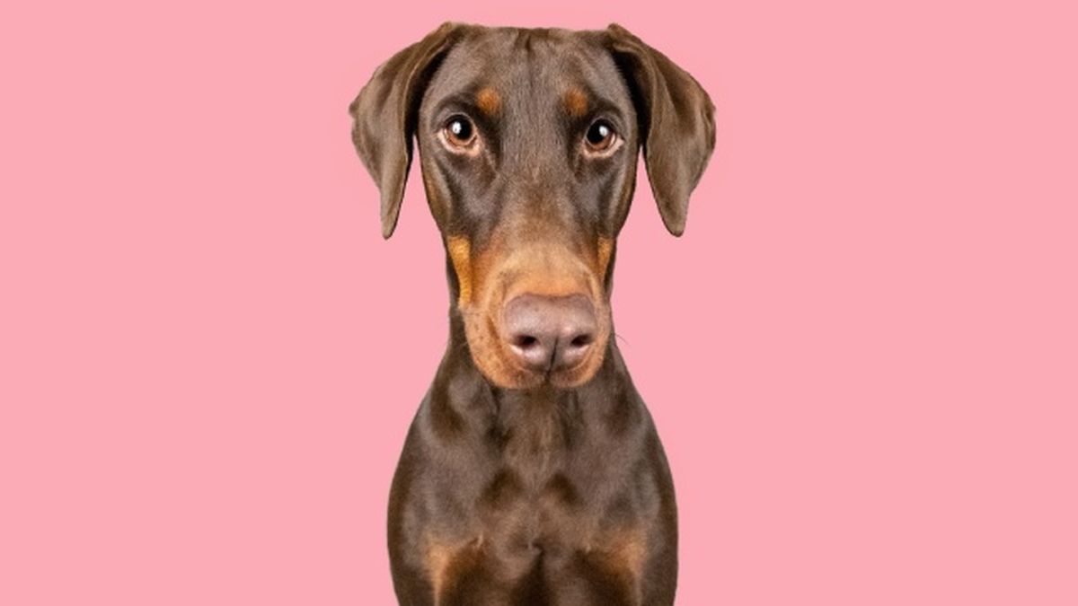 doberman 10