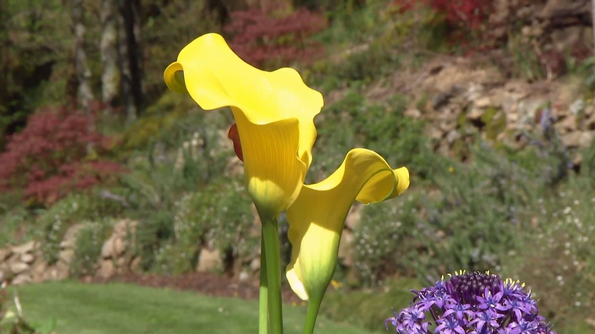 deco 693 jardineria scilla peruviana arreglo floral cala