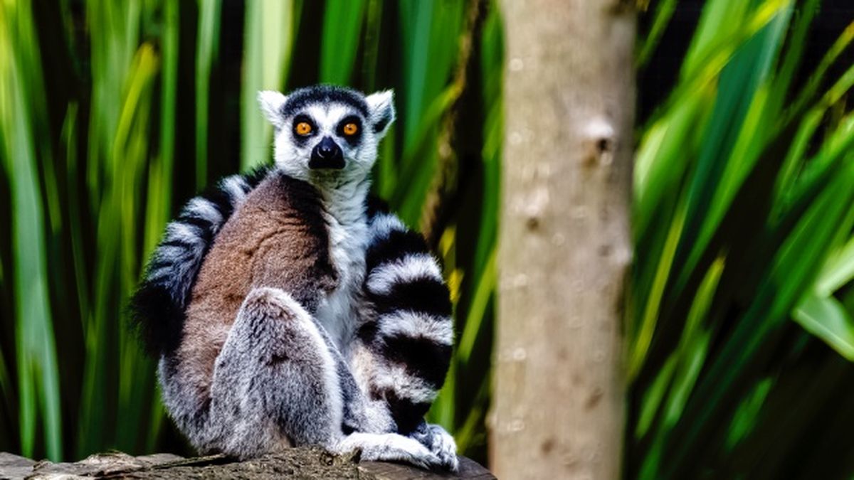 animales nocturnos 3