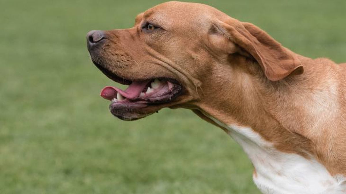 Características físicas del Perdiguero Portugués