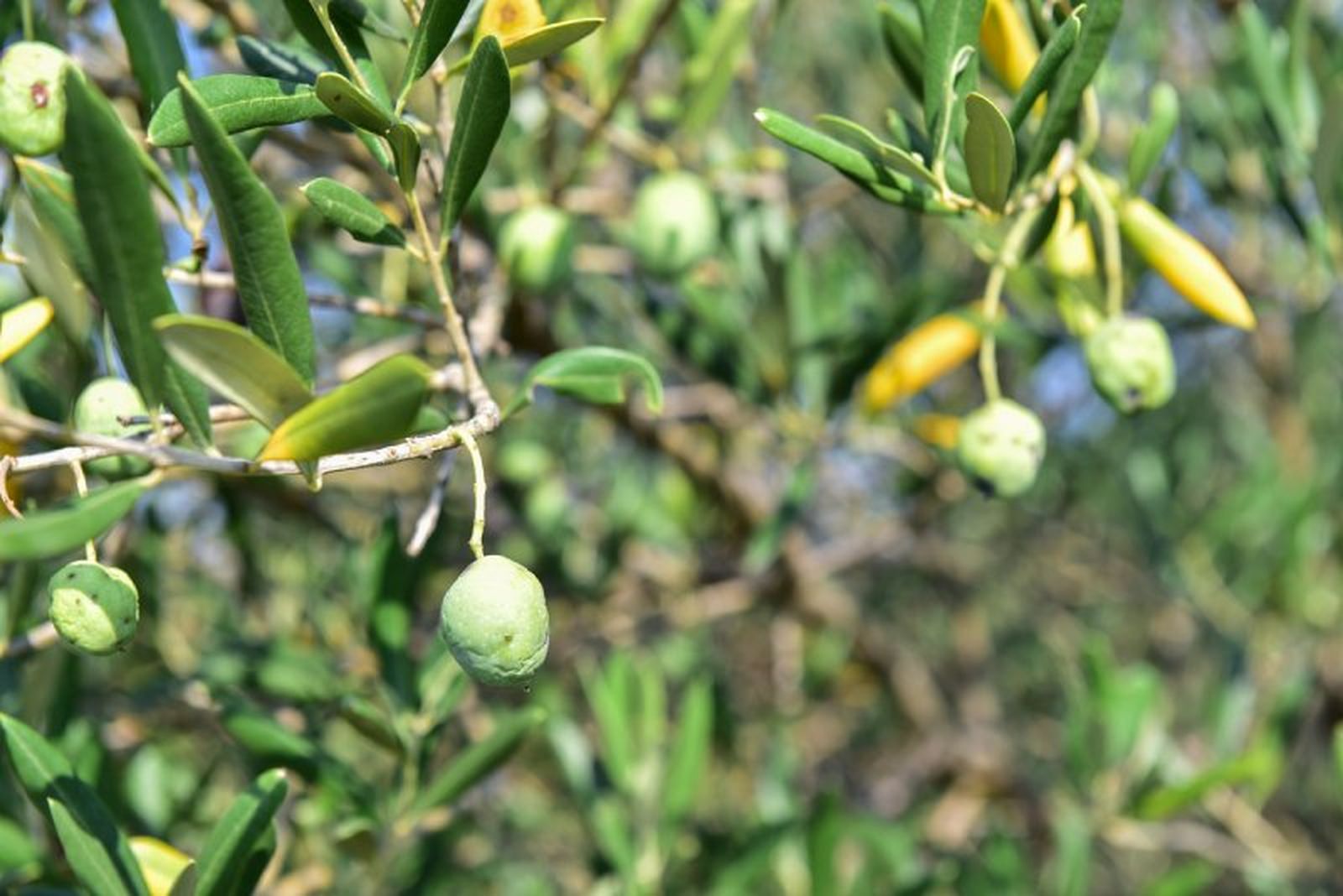 Mosca del olivo