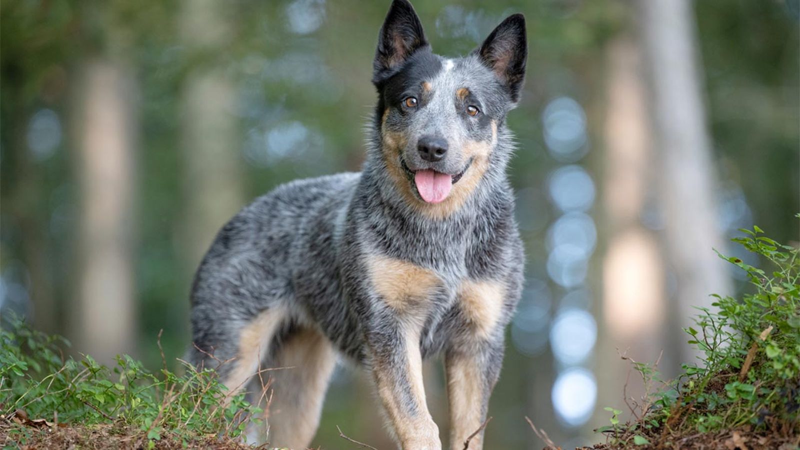 pastor ganadero australiano
