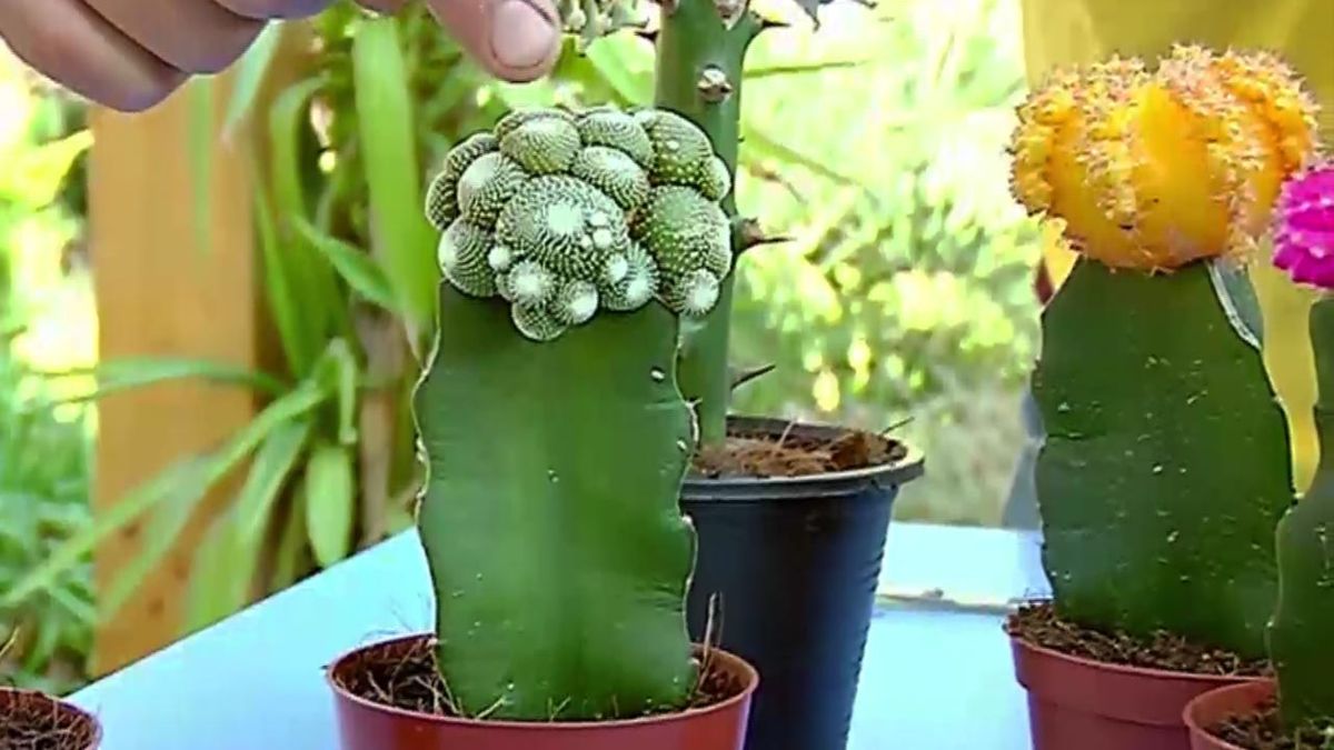 brico 681 plantas pequenas vestir la mesa cactus injertado