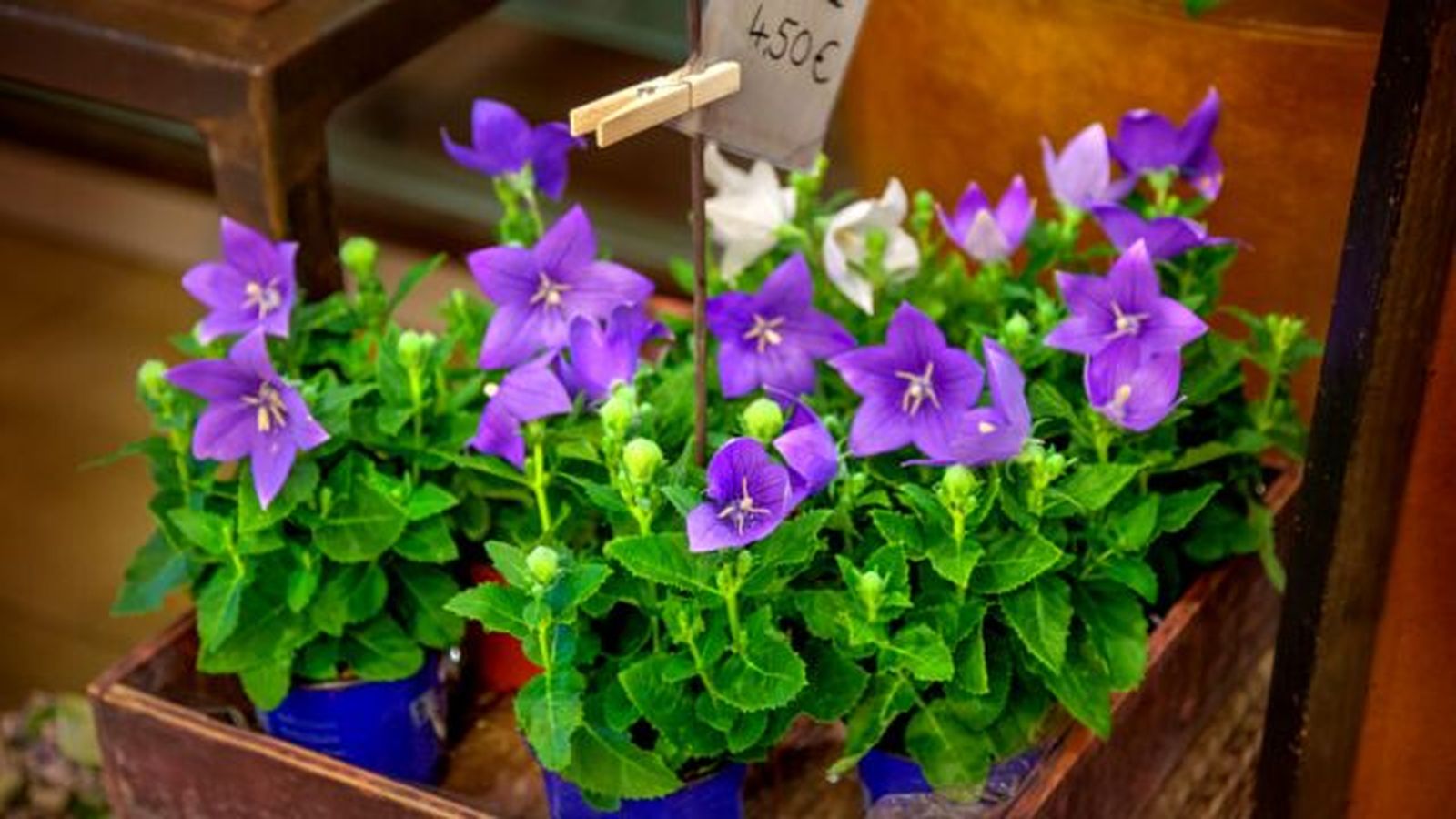 Platycodon grandiflorus
