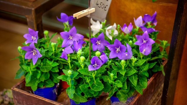 Platycodon grandiflorus