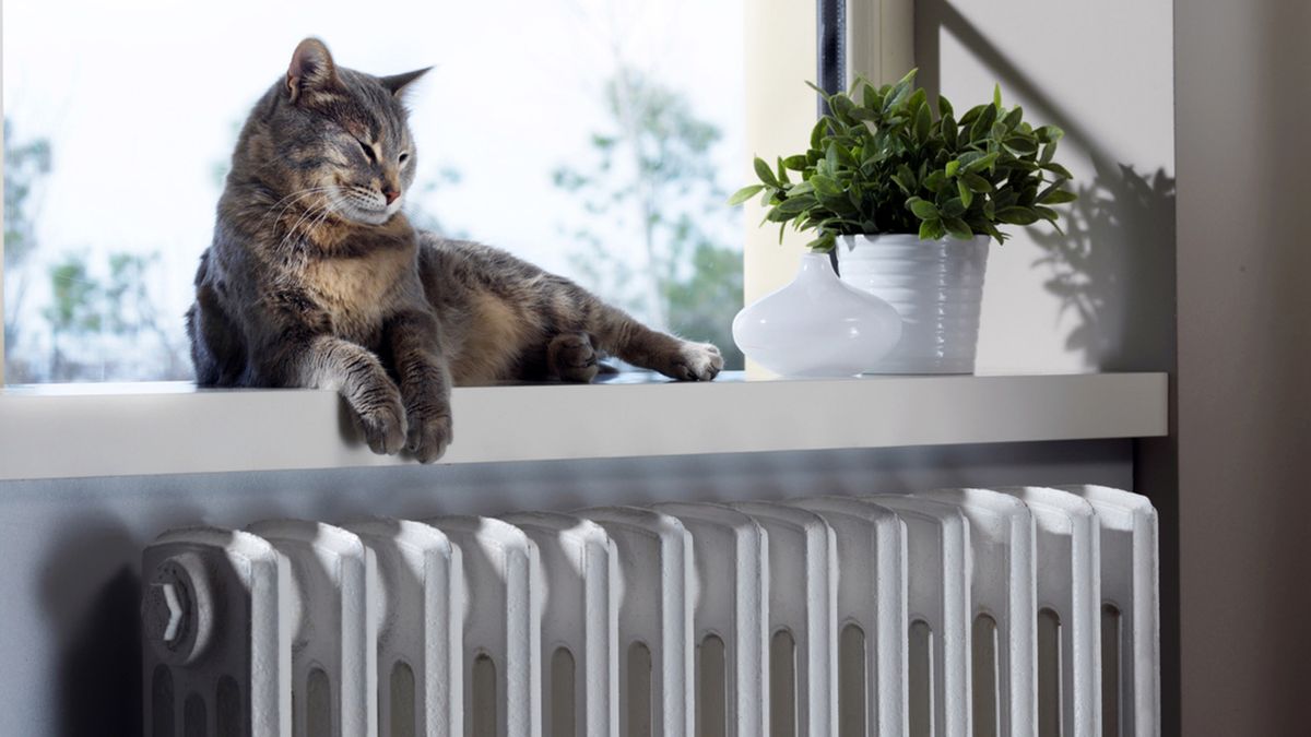 mantenimiento plantas interior febrero