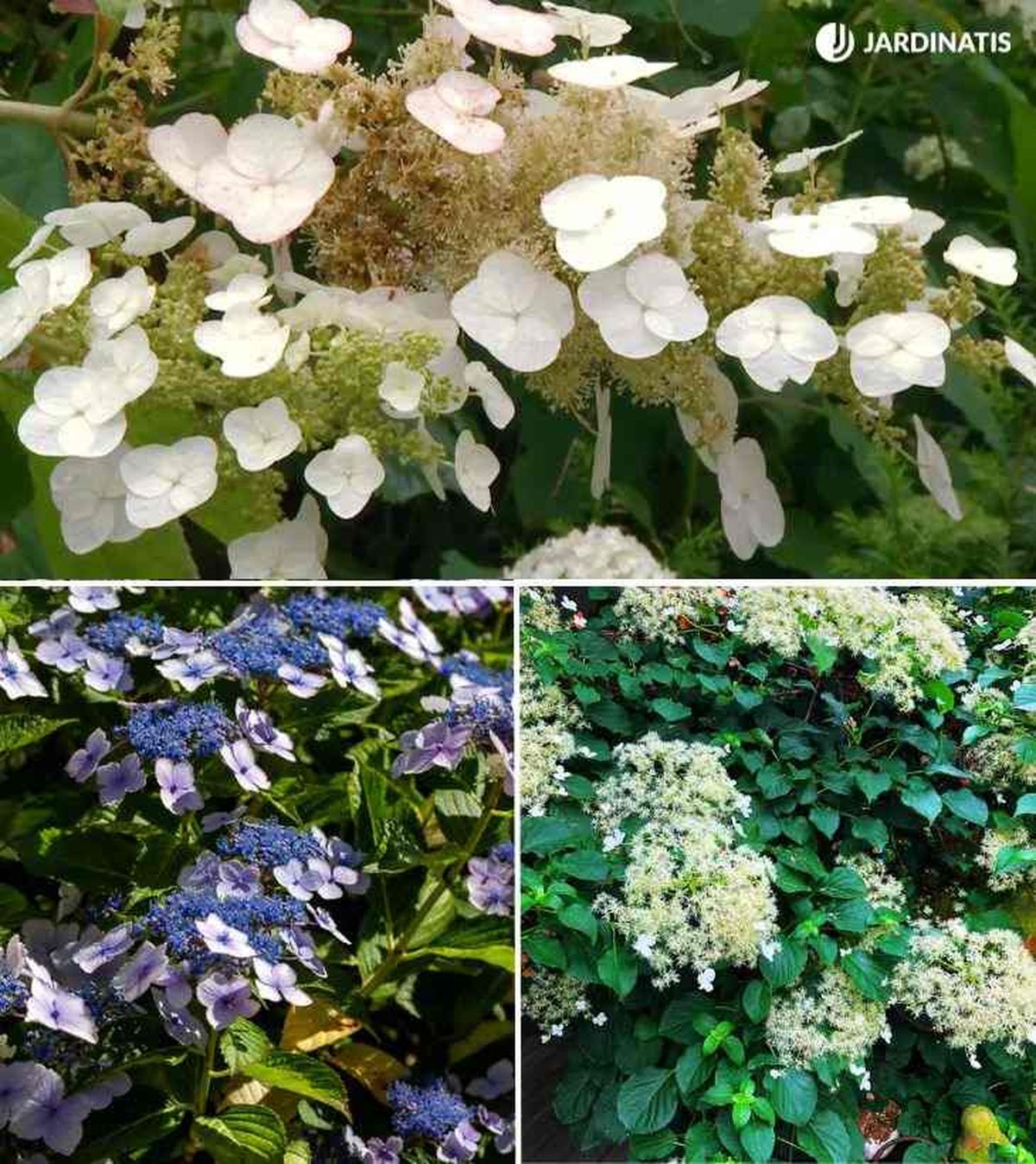 hydrangea quercifolia hydrangea serrata hydrangea petiolaris