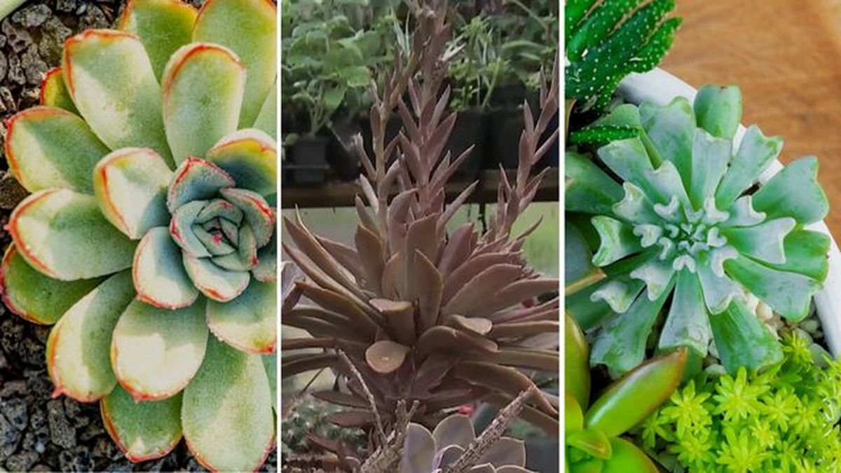 Echeveria lilacina  Echeveria brown sugar echeveria runyonii