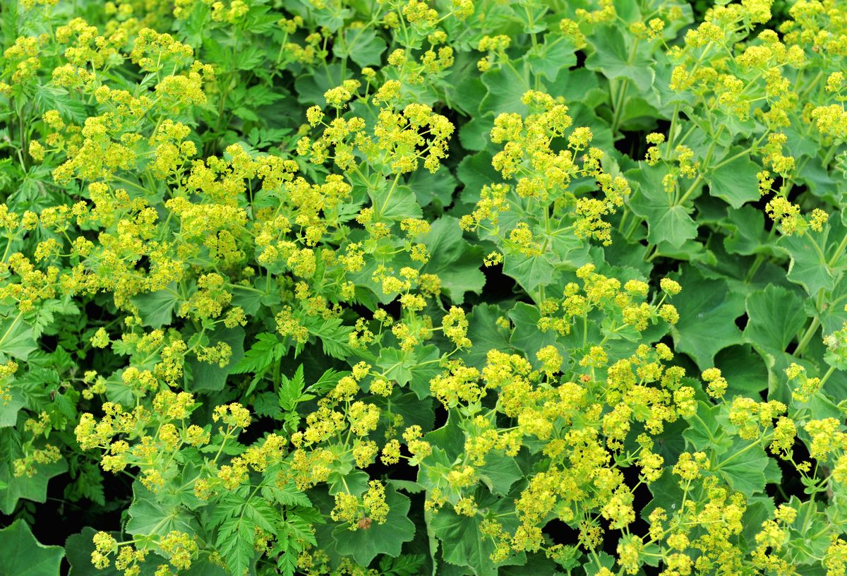 Parterre de plantas vivaces de floración amarilla   Alchemilla mollis