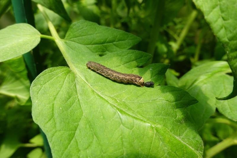 Plaga de orugas del tomate