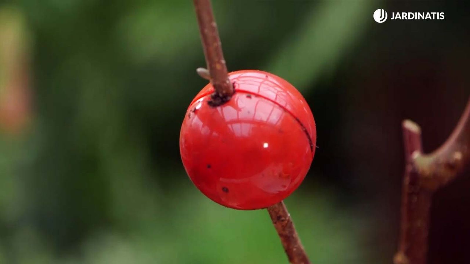 brico 945 3 capsulas enraizamiento xl