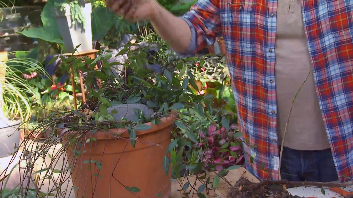 decogarden 0647 acodo tecnica reproduccion acodo no enraiza