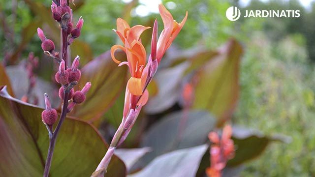 Las cannas indicas 2