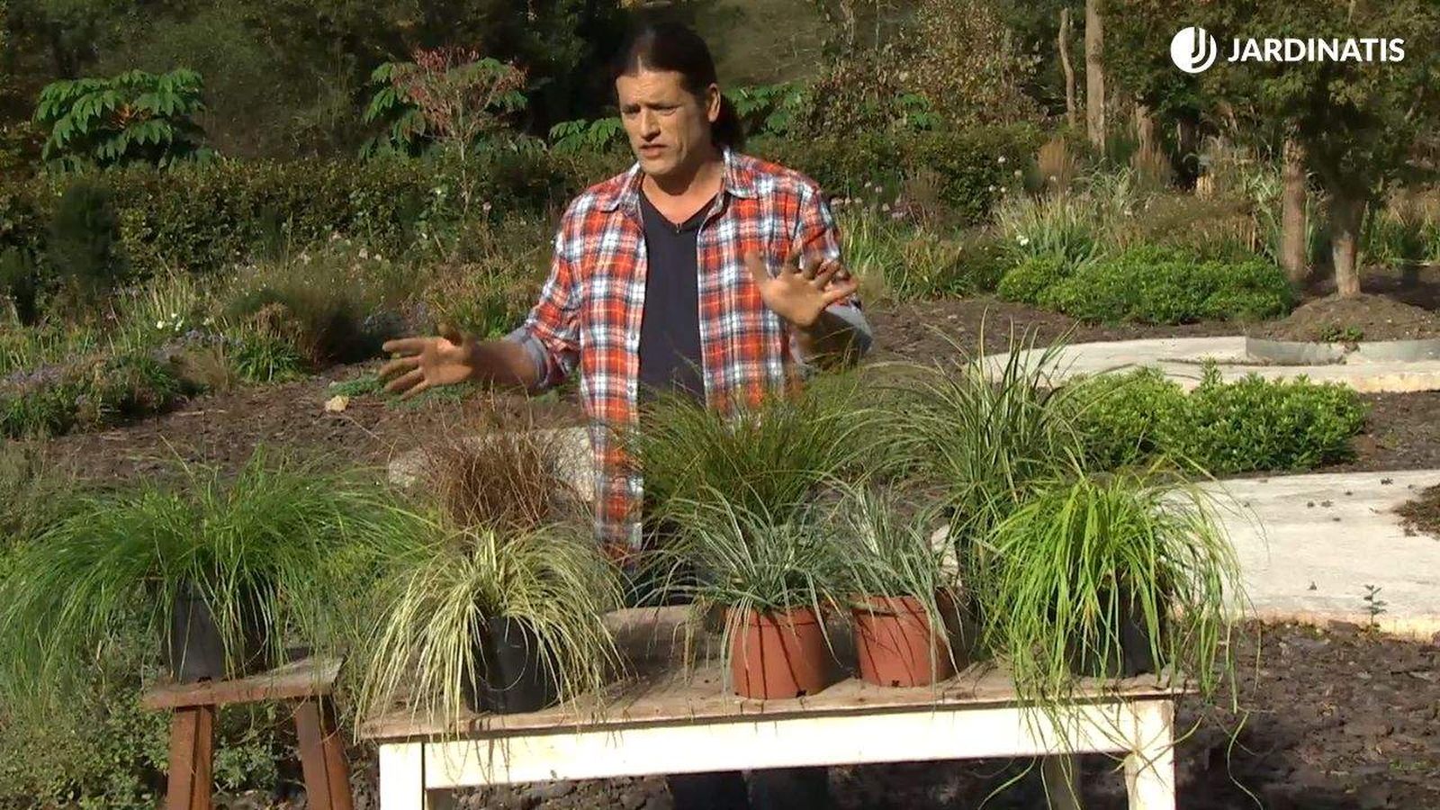 carex caracteristicas tipos reproduccion