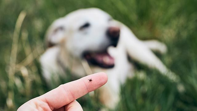 desparasitar mascota mensualmente 9 garrapata perro