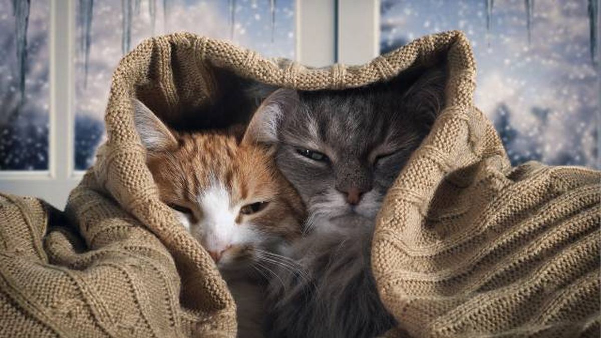 gatos con manta