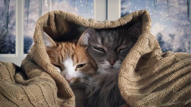 gatos con manta